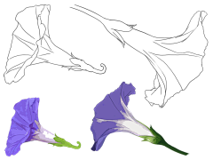 双面ι采集到各式花卉花朵叶子线稿上色稿手稿集║图片来源公众号—旭旭素材