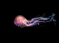 MEDUSA : Free Work