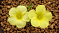 Oxalis fabaefoli 兔耳酢