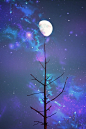 tree top.... | Sun, moon & stars #采集大赛#
