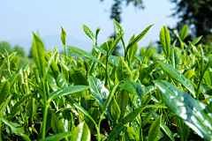 鱼多多hlu采集到茶树照片素材