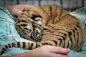 #趁猫睡觉拍一张#美国辛辛那提动物园里睡着的虎崽砸！简直是小天使ಥ_ಥ