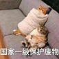 猫狗表情包