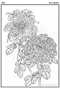 植物线稿 (791)