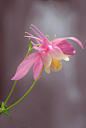 #微距# #鲜花#