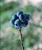 原来蓝莓是这么长的，好漂亮！！