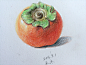 【彩铅～油性】手绘水果～柿子