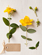 St Johns Wort botanical photograph on linen, medicinal herbs