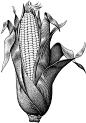 其中包括图片：old corn illustration