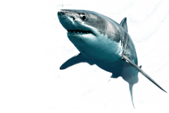 怪杉采集到素材png