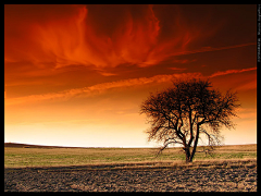 Liwenxuang采集到50 Beautiful Examples of Tree Ph