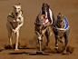 Greyhounds Racetrack by Fanie Heymans on 500px