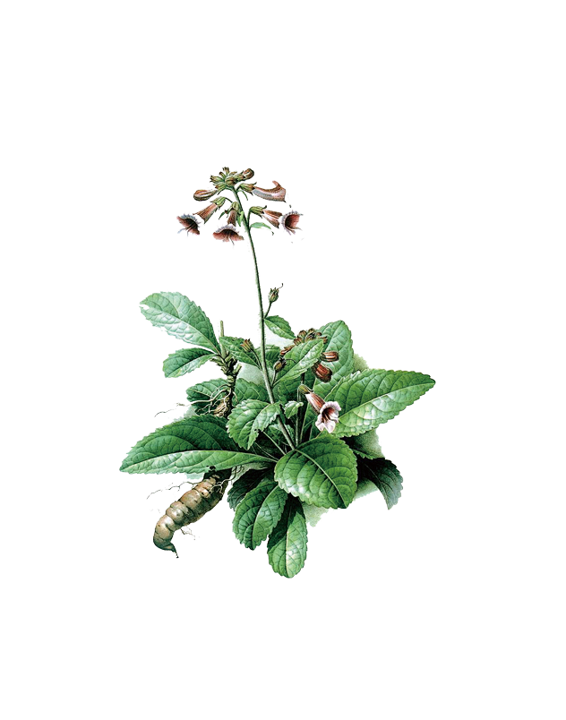 草本