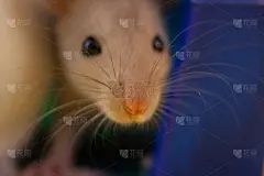 符号,老鼠,彩色图片,鼠年,可爱的,脚踏车,小的,动物,人的眼睛,动物眼睛