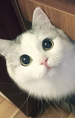 木玉肆水采集到是猫呀