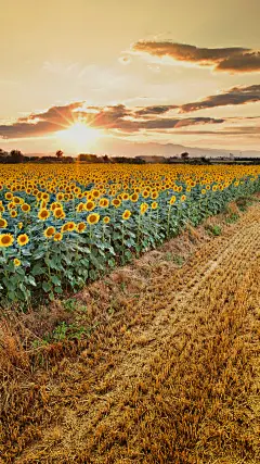 华硕 Zenfone AR 内置手机壁纸贴图