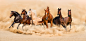 Horses (70)