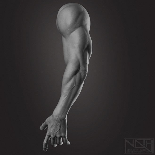 Anatomy - HUMAN ARM,...