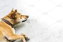 亚洲狗与模糊的道路背景在房子与动物友好的气氛。使用壁纸或动物图像。