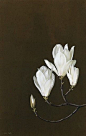玉兰花开