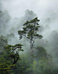 雨林 森林