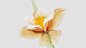 Warm Tranquility 3D glass flower model on Behance
---------------------------------------
我在使用【率叶插件】，一个让花瓣网”好用100倍“的浏览器插件，你也来吧！
> https://app.lvyex.com/?yqr=15132514
---------------------------------------
我在使用【率叶插件】，一个让花瓣网”好用100倍“的浏览器插件，你也来吧！
> htt