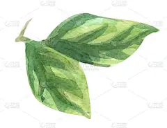柠檬叶水彩画剪贴画手绘