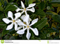 three-vietnamese-gardenia-flowers-fragrant-beautiful-white-six-petals-golden-center-90820477