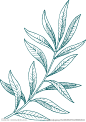 绿色植物线描-窄叶植物