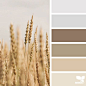 Nature-Inspired Color Palettes AKA Design Seeds For Designers, Crafters And Home Decorators | Bored Panda