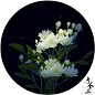 可商用ps素材#可商用ps素材# 
【木香花】
使用详情看图哟～关键字在评论
（周更打卡） ​​​ ​​​​