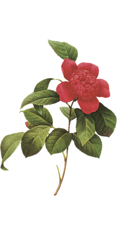 秒秒___采集到花草工笔画装饰素材