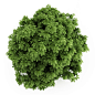 Bottlebrush Buckeye Aesculus parviflora | 3D model : Model available for download in #<Model:0x00007f093485c520> format Visit CGTrader and browse more than 500K 3D models, including 3D print and real-time assets