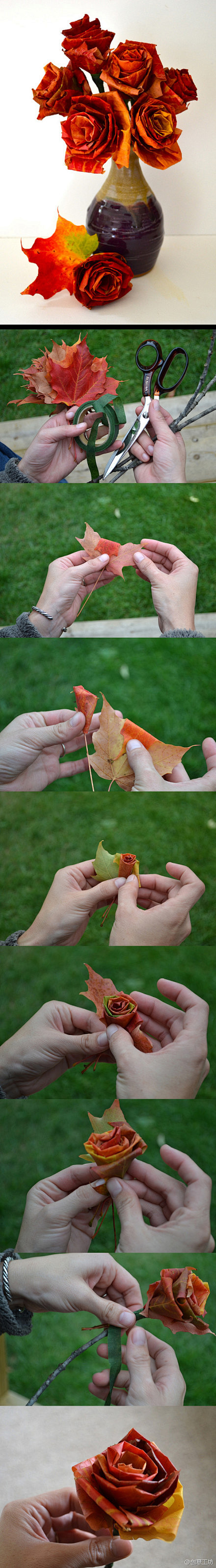 maple leaf rose（枫叶玫瑰...