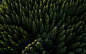 一般2560x1600绿色自然树森林鸟瞰图