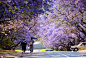 素有“紫薇之城”美誉的南非比勒陀利亚，共有8万多株紫薇树，它们还有一个更美的名字——蓝花楹。<br/>每到10月份，当北半球开始黄叶飘飘、凉风习习的时候，南非则刚好进入气候宜人的春季，比勒陀利亚满街的蓝花楹迎来盛开高峰，整个城市沉浸在一片花海之中。<br/>站在城市高处欣赏，可以看到整座城如同被紫色的云彩所萦绕，浪漫而又壮观。<br/>以下是南非比勒陀利亚的“紫色花海”美景。