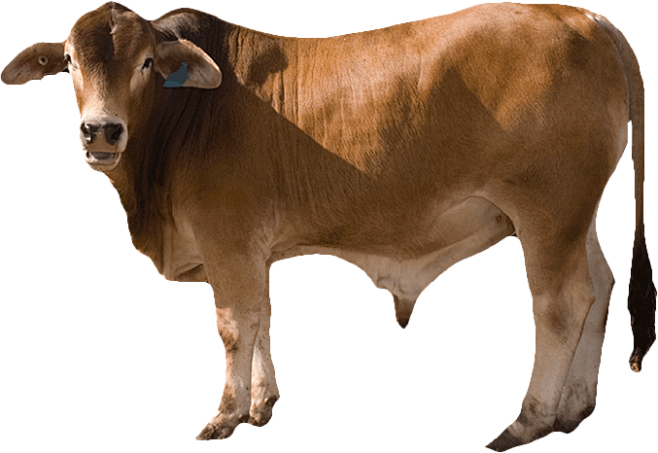 牛png