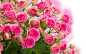 Bouquets_Roses_White_background_Pink_color_531719_3840x2400.jpg (3840×2400)