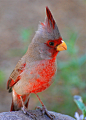 Pyrrhuloxia / Desert Cardinal | Source