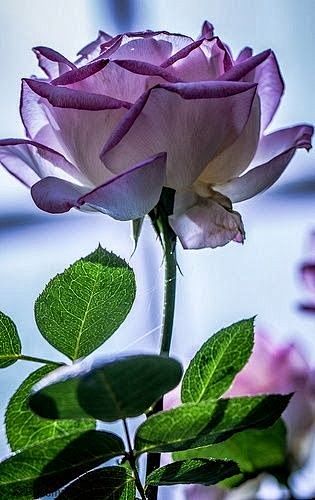 purple rose