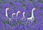 “ @zonnehart：@ Crysd3 @ arzoo739在帕斯宗·图森·拉文德尔（paaszon tussen lavendel）的kwakende Ganzen paraderen。 jlb #haiku”