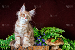 祂山月采集到00猫
