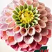 Dan Tobin Smith — H&amp;M Flower Stills
