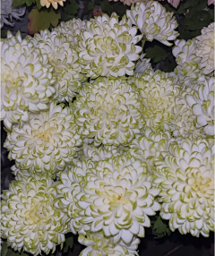 焕锦采集到【生命真言】-雪猫戏扑风花影 ，烟火人间港泊船