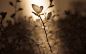 General 1920x1200 sepia plants flowers petals