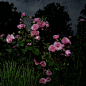 Flowers | Grant Simon Rogers - 观念摄影 - CNU视觉联盟