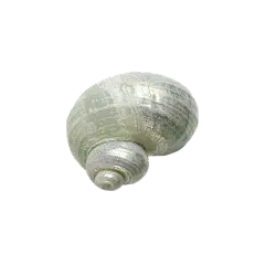 shell 42