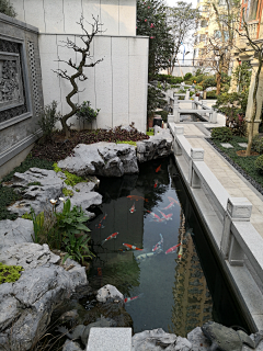 Kirsi（银）采集到鱼池庭院