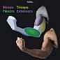 anatomy-for-sculptors-biceps-triceps-flexors-extensors-by-anatomy-for-sculptors.jpg?1674661772 (209 KB,1500*1500)