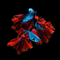 Red-blue siamese fighting fish - Capture the moving moment of red-blue siamese fighting fish isolated on black background. Betta fish: 